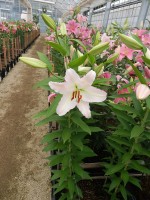 [5238 Burlesca No01.JPG]